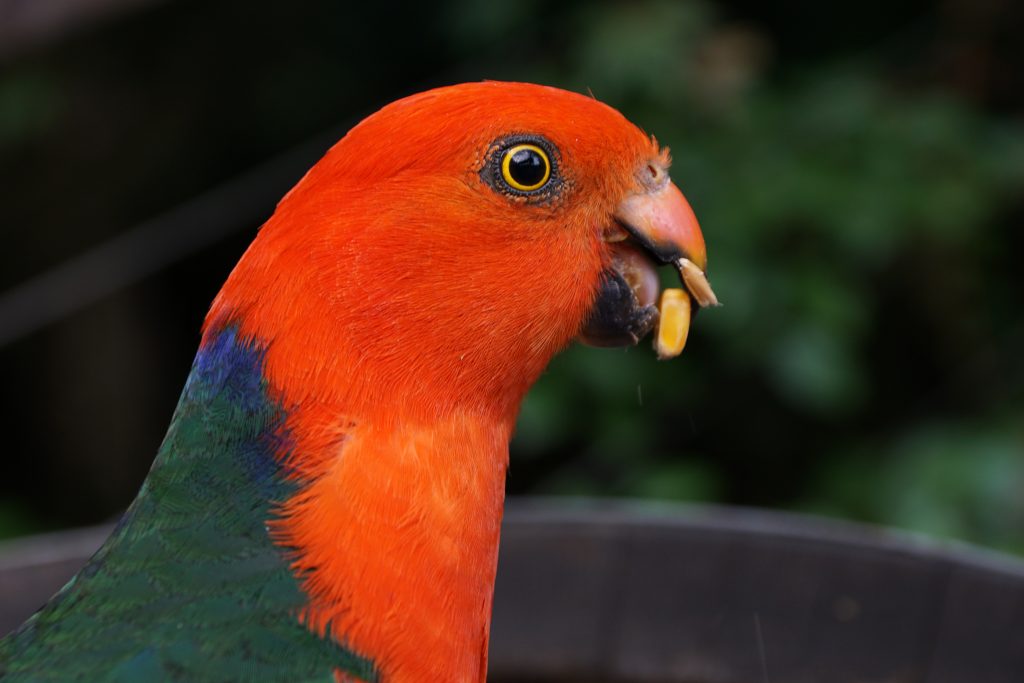 King Parrot's face